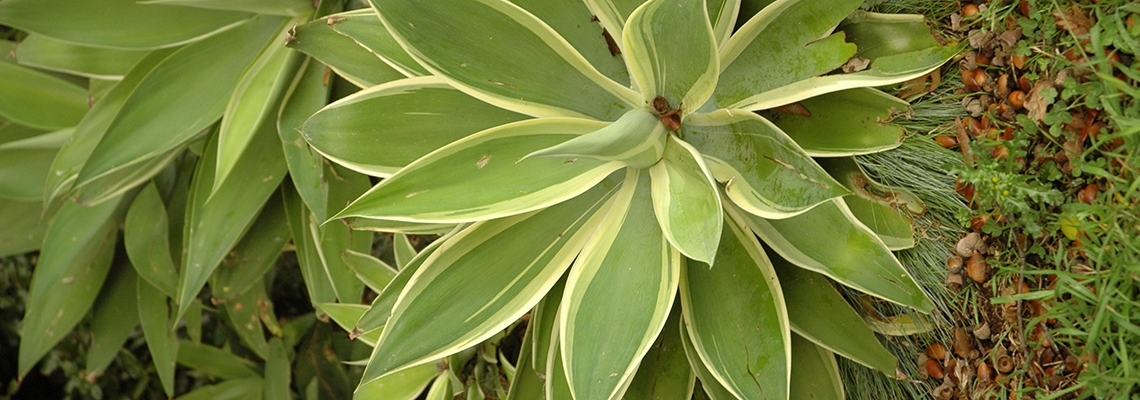 Agave Ray of Lighthero.jpg